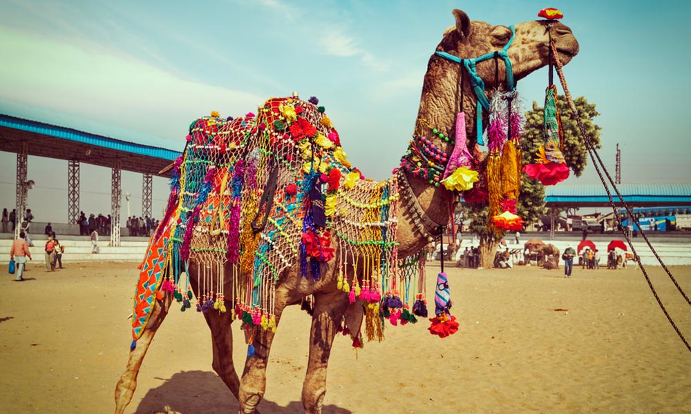 Culture Events In Pushkar,Rajasthan| Pushkar Camel Fair- Indiaeve